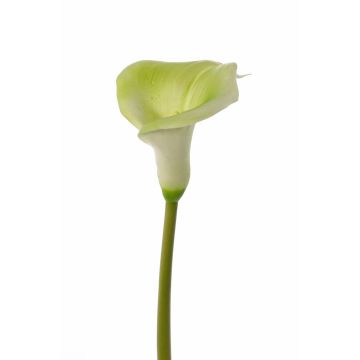Calla artificiel MIRAC, vert-blanc, 75cm, 13x15cm Calla artificiel MIRAC, vert-blanc, 75cm, 13x15cm