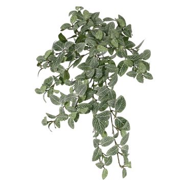 Fittonia artificiel NALEDI, piquet, crossdoor, diff. inflammable, vert-blanc, 50cm Fittonia artificiel NALEDI, piquet, crossdoor, diff. inflammable, vert-blanc, 50cm