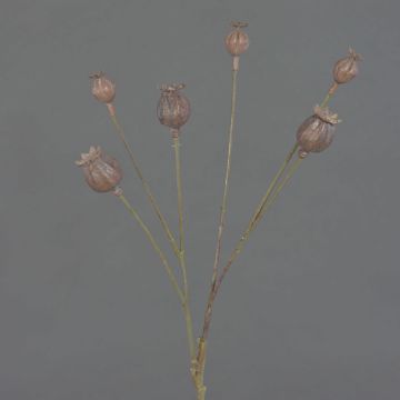 Capsules de pavot artificielles ASUMAN, brun, 70cm