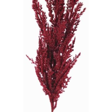 Branche artificielle Panicule de l'herbe de la pampa THEMBA, rouge bourgogne, 115cm Branche artificielle Panicule de l'herbe de la pampa THEMBA, rouge bourgogne, 115cm