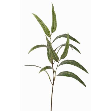 Branche d'eucalyptus artificielle SEMA, vert, 70cm Branche d'eucalyptus artificielle SEMA, vert, 70cm
