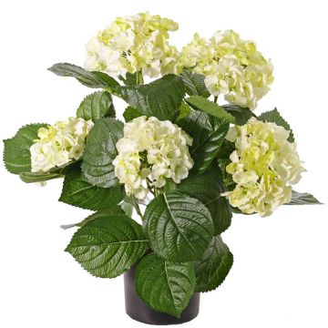 Faux Hortensia TEMARI, crème-vert, 40cm, Ø30cm, Ø10-12cm Faux Hortensia TEMARI, crème-vert, 40cm, Ø30cm, Ø10-12cm