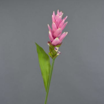Curcuma artificiel LAROUCO, rose fuchsia, 80cm