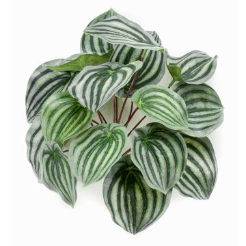 Peperomia artificiel KEPANO sur piquet, vert-blanc, 25cm
