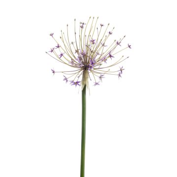 Allium en plastique GETARIA, lilas, 105cm
