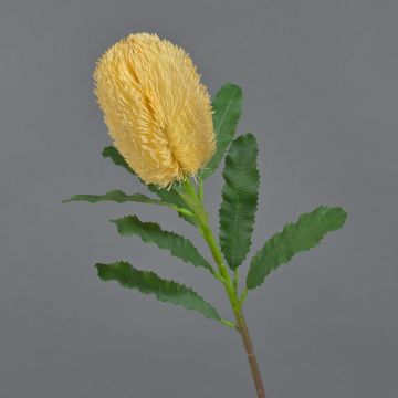 Fleur artificielle Banksia YUSTE, crème-orange, 65cm