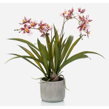 Fausse orchidée Oncidium COLUNGA en pot en céramique, rose-violet, 45cm