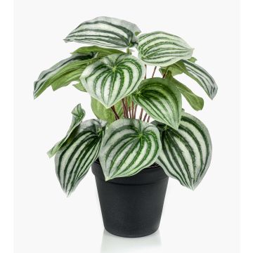 Peperomia artificiel KEPANO, vert-blanc, 25cm