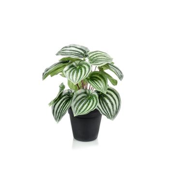 Peperomia artificiel KEPANO, vert-blanc, 25cm