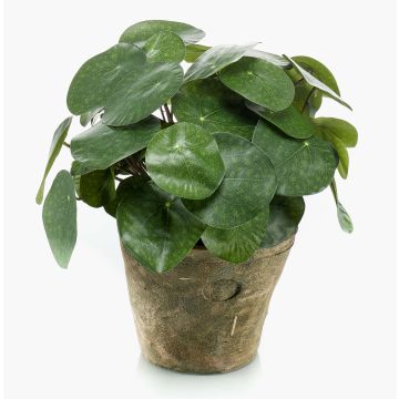 Plante à monnaie chinoise artificielle SYBIL en pot en terre cuite, vert, 22cm