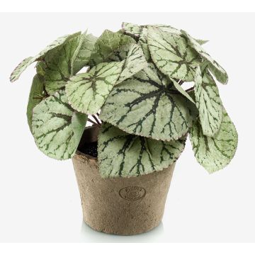 Bégonia rex artificiel MEIRA en pot en terre cuite, touffu, vert-gris, 25cm