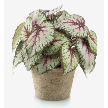 Bégonia rex artificiel MEIRA en pot en terre cuite, touffu, vert-rose, 25cm