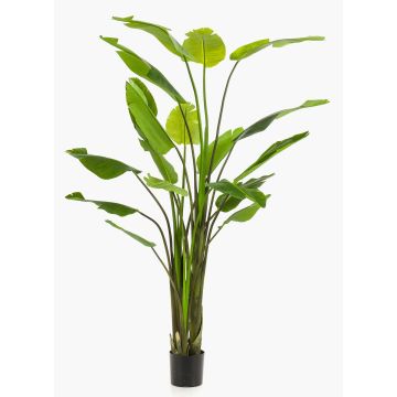 Strelitzia artificiel BEDAR, vert, 235cm