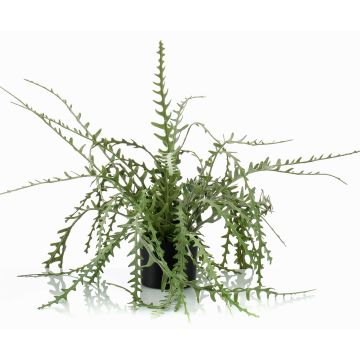 Rhipsalis en plastique BERJA, vert, 50cm
