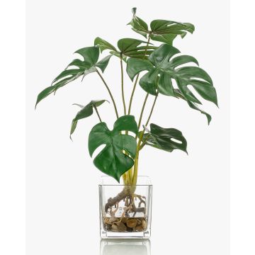 Philodendron décoratif Monstera Deliciosa PAVONIS en pot de verre, 40cm