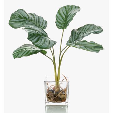 Calathea Orbifolia artificiel AGINA, pot en verre, vert-blanc, 35cm