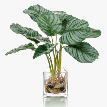 Calathea Orbifolia artificiel AGINA, pot en verre, vert-blanc, 40cm