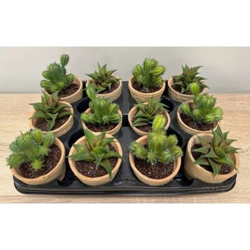 Composition florale artificielle de plantes succulentes GLAVEN dans un pot en terre cuite, 12 pièces, vert, 12-13 cm Composition florale artificielle de plantes succulentes GLAVEN dans un pot en terre cuite, 12 pièces, vert, 12-13 cm