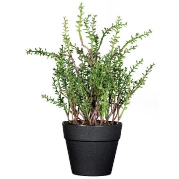 Herbe décorative thym DURNAS dans un pot décoratif, vert, 24 cm