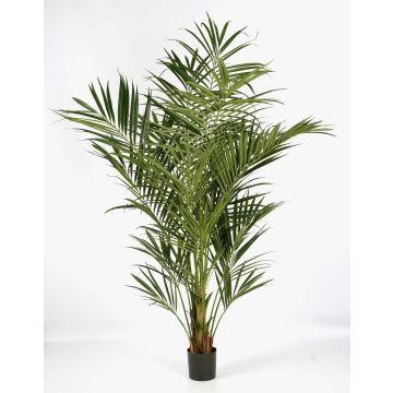 Palmier Kentia artificiel OMAYRA, difficilement inflammable, 225 cm Palmier Kentia artificiel OMAYRA, difficilement inflammable, 225 cm