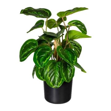 Plante artificielle Calathea « Médaillon » STRAHN, verte, 45 cm Plante artificielle Calathea « Médaillon » STRAHN, verte, 45 cm