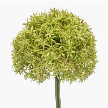 Allium artificiel PRAXEN, vert, 90 cm Allium artificiel PRAXEN, vert, 90 cm