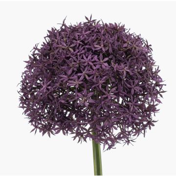 Allium artificiel PRAXEN, violet foncé, 90 cm