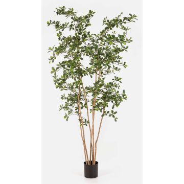 Arbre artificiel Bucida Buceras LEANDRI, tronc naturel, vert, 210 cm Arbre artificiel Bucida Buceras LEANDRI, tronc naturel, vert, 210 cm