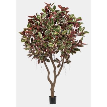 Plante artificielle Ficus elastica THIM, tronc artificiel, rouge-blanc-vert, 295 cm Plante artificielle Ficus elastica THIM, tronc artificiel, rouge-blanc-vert, 295 cm
