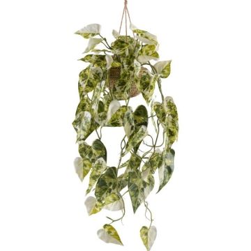 Suspension décorative Syngonium ZULHER dans un panier, vert-blanc, 80 cm Suspension décorative Syngonium ZULHER dans un panier, vert-blanc, 80 cm