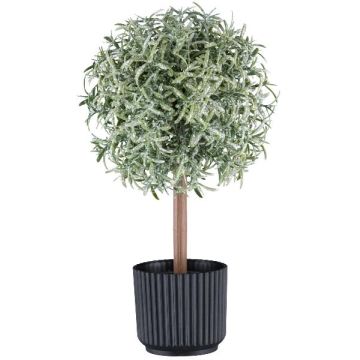 Plante décorative romarin à tige haute WINDAR, effet givré, pot décoratif, vert-blanc, 26 cm Plante décorative romarin à tige haute WINDAR, effet givré, pot décoratif, vert-blanc, 26 cm
