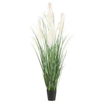 Herbe décorative Herbe de la pampa QUINAL en pot décoratif, panicules, crème, 210cm
