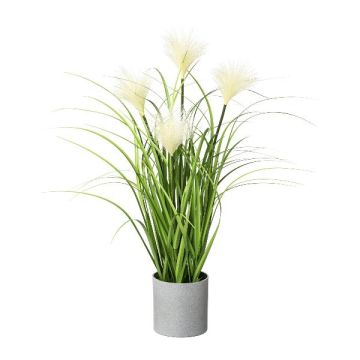 Herbe de la pampa décorative VILMO en pot décoratif, panicules, crème, 50cm