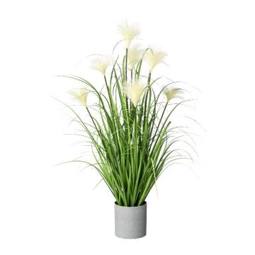 Herbe de la pampa décorative VILMO en pot décoratif, panicules, crème, 75cm