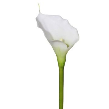 Fleur en plastique Calla GOLMA, blanc, 70cm Fleur en plastique Calla GOLMA, blanc, 70cm