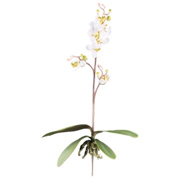 Orchidée Phalaenopsis artificielle MALZA, piquet, racines, crème, 55cm Orchidée Phalaenopsis artificielle MALZA, piquet, racines, crème, 55cm