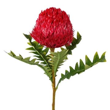 Fleur décorative Banksia serrata PONGER, rouge bourgogne, 70cm
