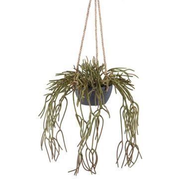 Suspension de rhipsalis pilocarpa décorative VEXORY, pot décoratif, retombante, vert, 80cm Suspension de rhipsalis pilocarpa décorative VEXORY, pot décoratif, retombante, vert, 80cm