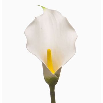 Calla artificielle KIVARP, blanche, 85 cm Calla artificielle KIVARP, blanche, 85 cm