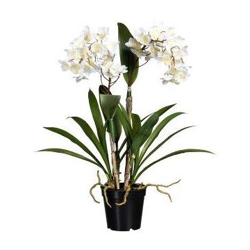 Fleur décorative Orchidée Dendrobium Sonia FROLBER, racines, blanc, 60cm Fleur décorative Orchidée Dendrobium Sonia FROLBER, racines, blanc, 60cm