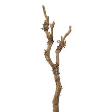 Branche artificielle Bouleau VELTON avec des lichens, brun, 60cm