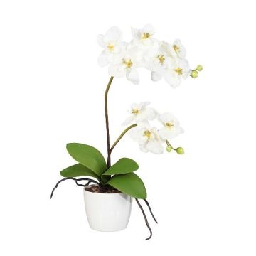 Fleur décorative Orchidée Phalaenopsis MORLEK, pot en céramique, racines, crème, 60cm