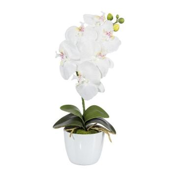 Fleur décorative Orchidée Phalaenopsis DRINTOR, pot en céramique, racines, blanc, 40cm