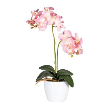 Fleur décorative Orchidée Phalaenopsis FRUXO, pot en céramique, racines, rose, 50cm Fleur décorative Orchidée Phalaenopsis FRUXO, pot en céramique, racines, rose, 50cm