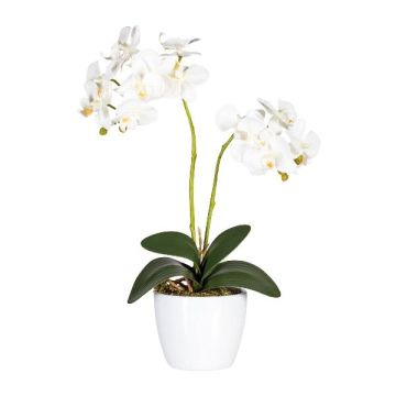 Fleur décorative Orchidée Phalaenopsis FRUXO, pot en céramique, racines, blanc, 50cm Fleur décorative Orchidée Phalaenopsis FRUXO, pot en céramique, racines, blanc, 50cm