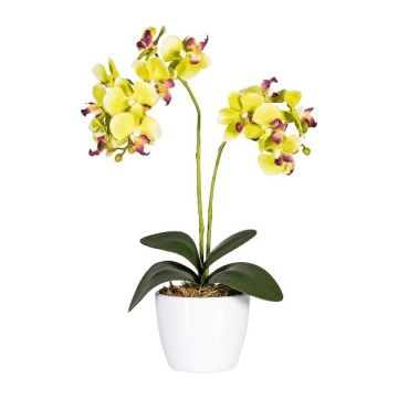 Fleur décorative Orchidée Phalaenopsis FRUXO, pot en céramique, racines, vert, 50cm Fleur décorative Orchidée Phalaenopsis FRUXO, pot en céramique, racines, vert, 50cm