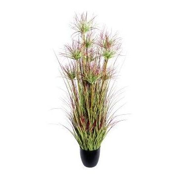 Herbe décorative Papyrus DARSA en pot décoratif, vert-rouge, 125cm