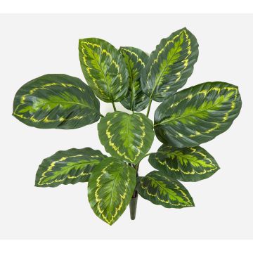 Plante artificielle Calathea Medaillon FLEURETTA, tige, vert-jaune, 50 cm Plante artificielle Calathea Medaillon FLEURETTA, tige, vert-jaune, 50 cm