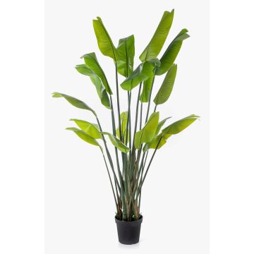Plante artificielle Strelitzia OMBRA, verte, 200 cm Plante artificielle Strelitzia OMBRA, verte, 200 cm