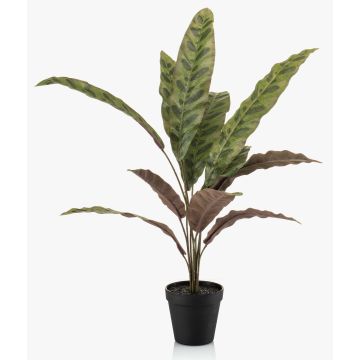 Fausse plante Calathea Makoyana WIDO dans un pot décoratif, vert-bordeaux, 60 cm Fausse plante Calathea Makoyana WIDO dans un pot décoratif, vert-bordeaux, 60 cm